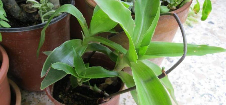 Как лечиться настойкой золотого уса на водке?