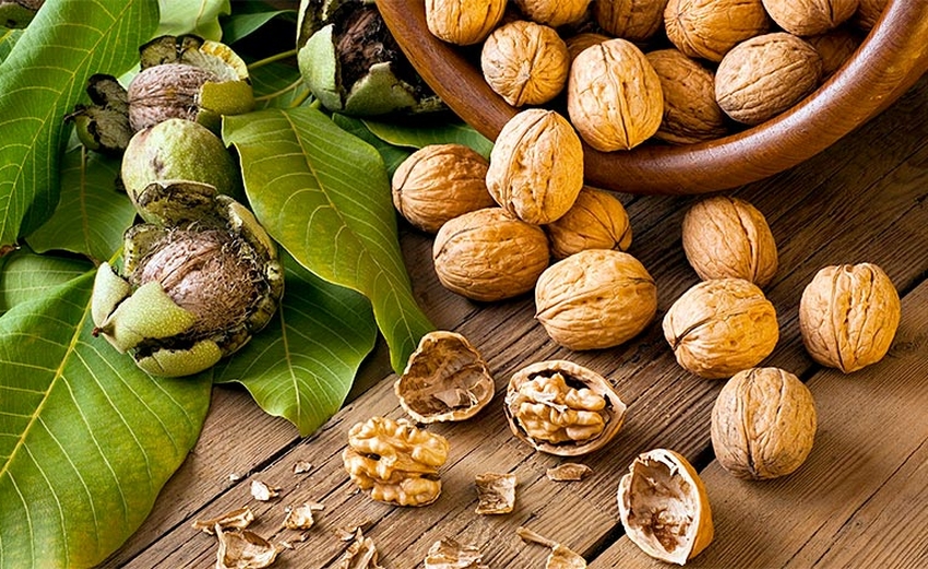 польза и вред грецких орехов ядра и скорлупки на столе польза и вред грецких орехов для мужчин и женщин