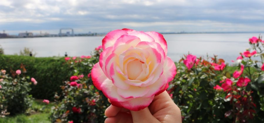 ТОП-10 способов сохранить саженцы роз до посадки