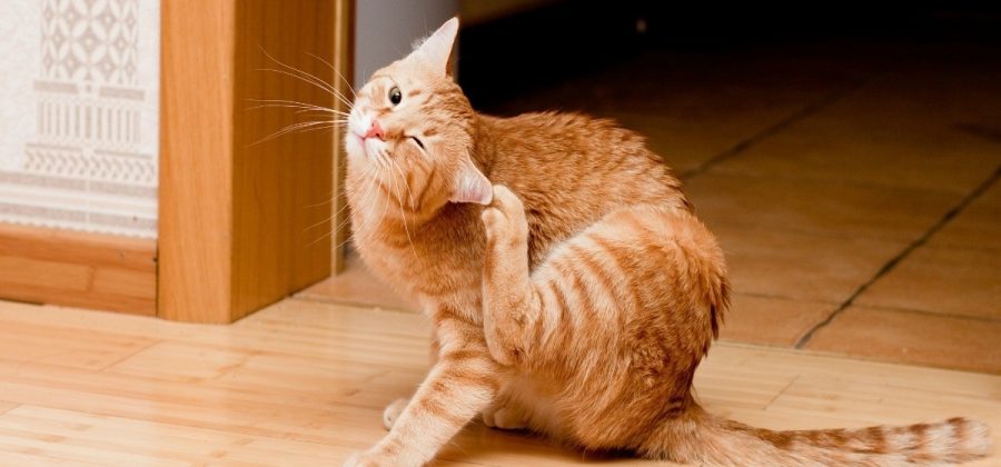 ТОП-9 средств от земляных блох в доме или квартире