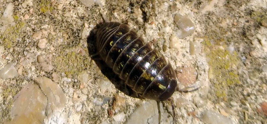 Откуда мокрицы в квартире и как от них избавиться?