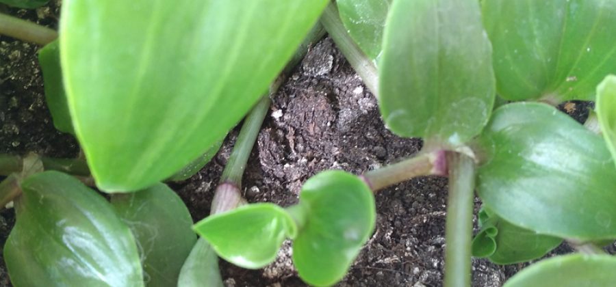 Чем опасен белый налёт на почве в теплице?