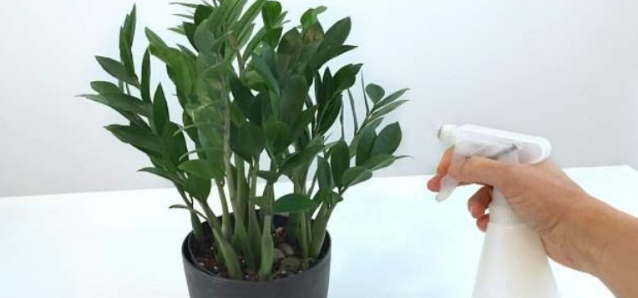 Почему в цветочных горшках завелись мошки и как их вывести