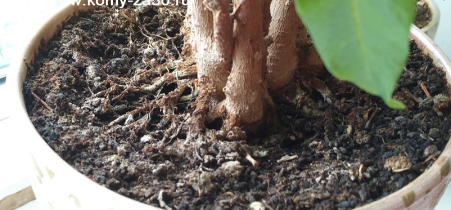 Как бороться с налётом на земле в цветочных горшках?