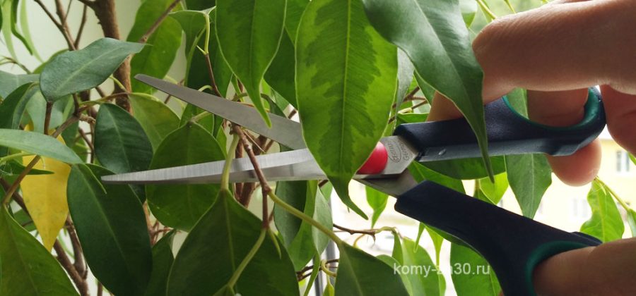 Как правильно обрезать фикус, чтобы он был красивым?