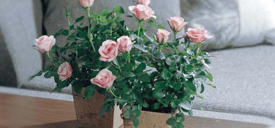 Комнатная роза в горшке: как за ней правильно ухаживать?