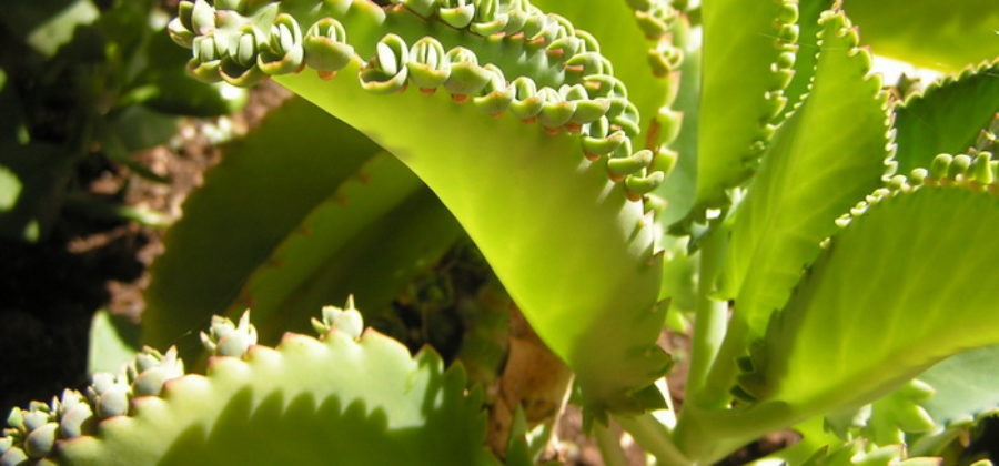 Настойка из каланхоэ на водке – как сделать и как лечиться