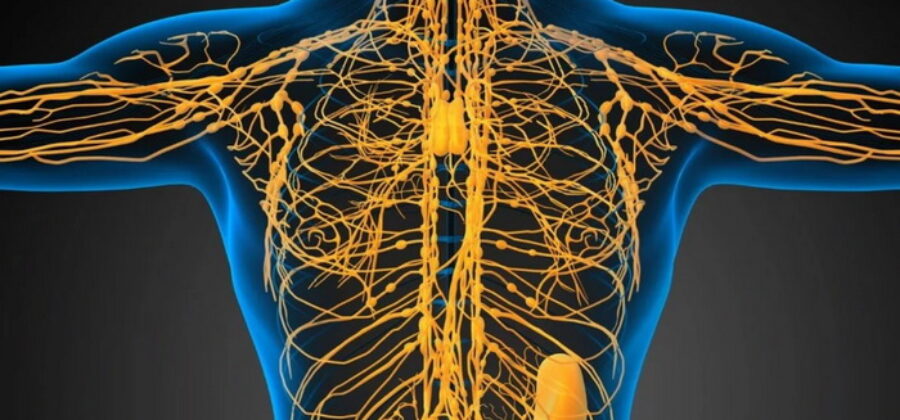 23 лучших упражнения для разгона лимфы в домашних условиях