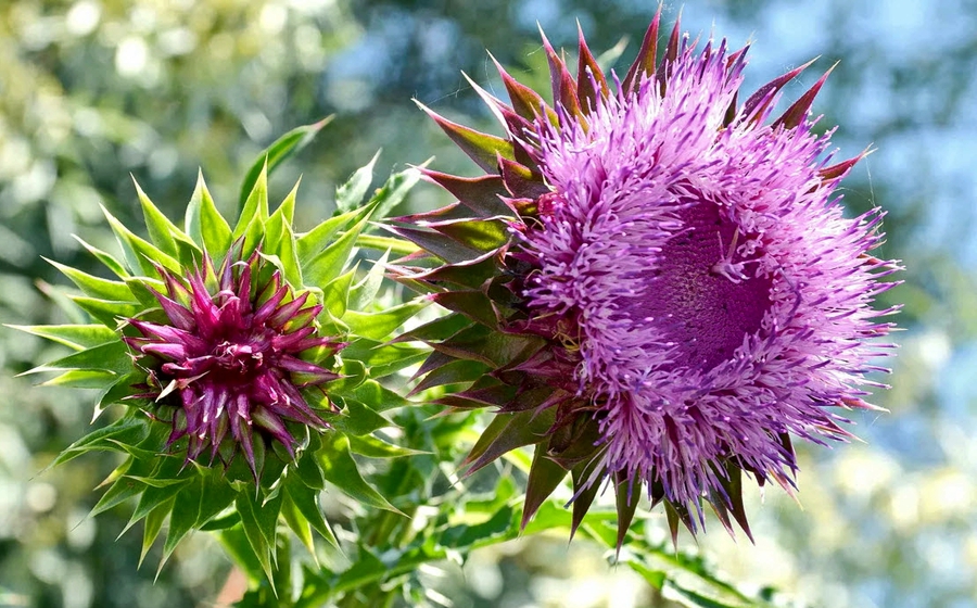 17 желчегонных продуктов, которые должен есть каждый