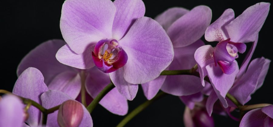 Разноцветные орхидеи — легенда о цветке и его значение