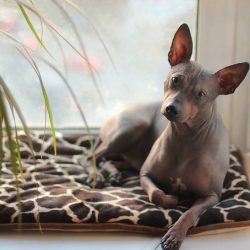 Американский голый терьер — идеальный питомец