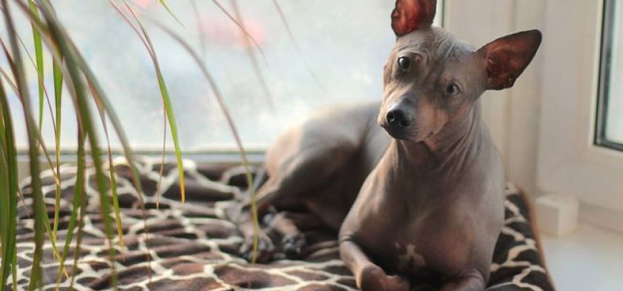 Американский голый терьер — идеальный питомец