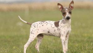 amerikanskij-golyj-terer Американский голый терьер — идеальный питомец