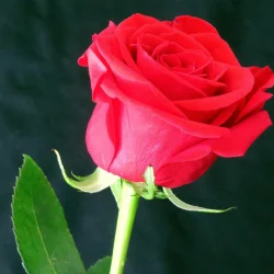 Покупка роз в букетах: как выбрать идеальный подарок