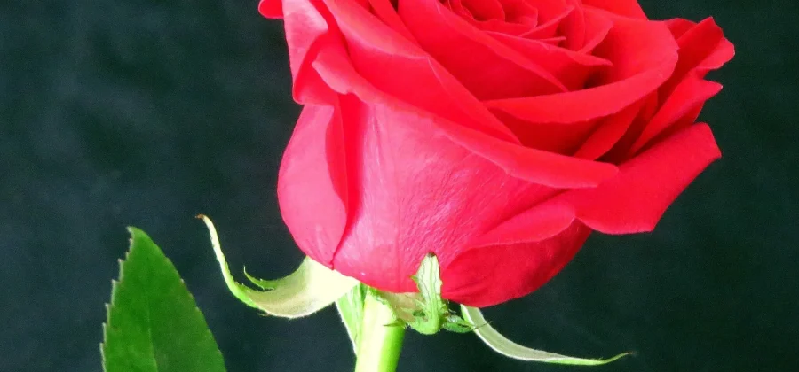 Покупка роз в букетах: как выбрать идеальный подарок