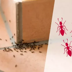 Борьба с муравьями в квартире: как избавиться от незваных гостей