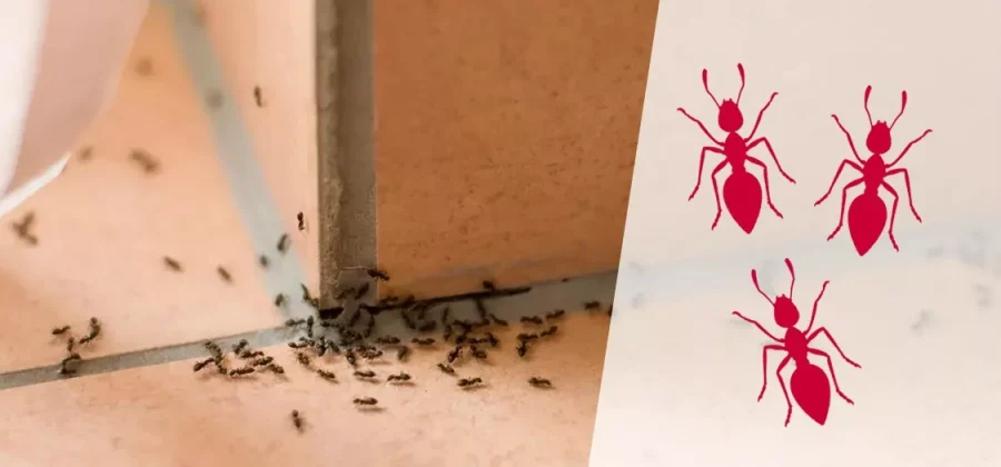 Борьба с муравьями в квартире: как избавиться от незваных гостей