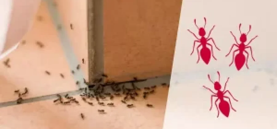 Борьба с муравьями в квартире: как избавиться от насекомых