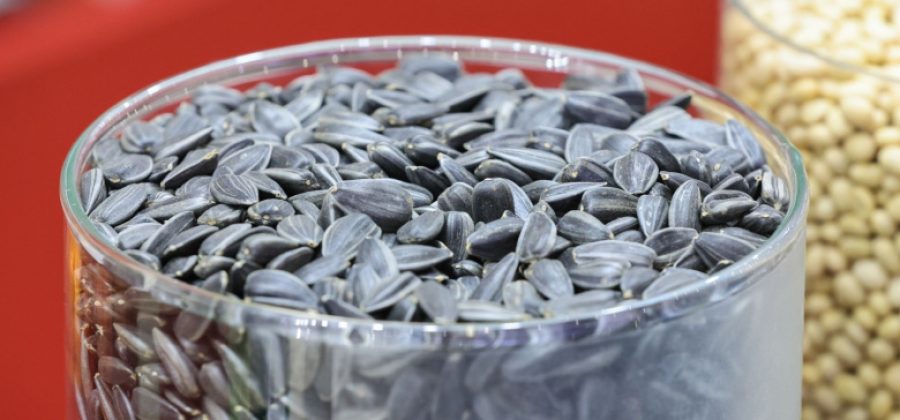 Стоматолог предупредила, чем грозит привычка грызть семечки