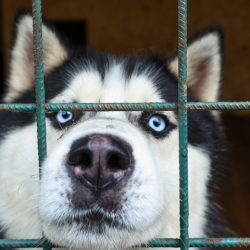 Ученые выявили у собак опасную для человека клещевую инфекцию