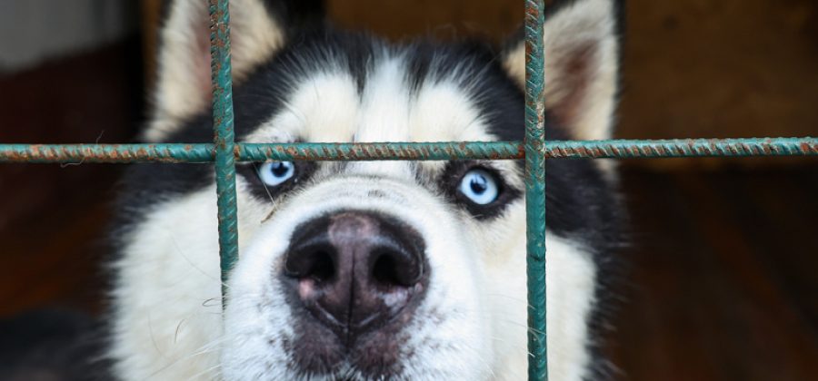 Ученые выявили у собак опасную для человека клещевую инфекцию