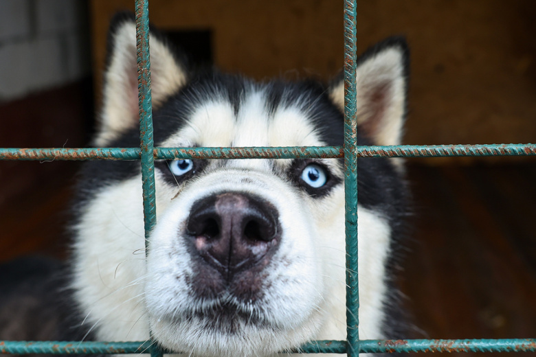 Ученые выявили у собак опасную для человека клещевую инфекцию