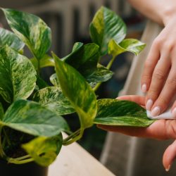 Диетолог поставила точку в спорах о волшебной пользе хлорофилла