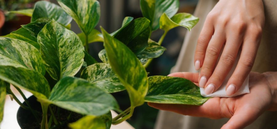 Диетолог поставила точку в спорах о волшебной пользе хлорофилла