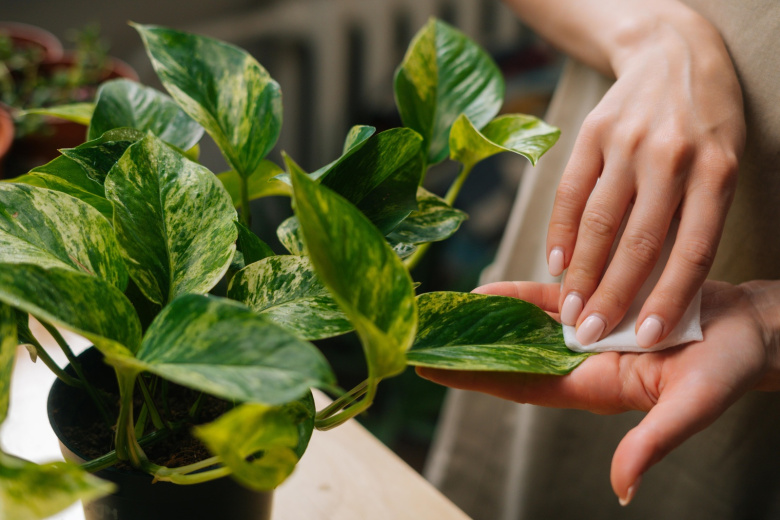 Диетолог поставила точку в спорах о волшебной пользе хлорофилла