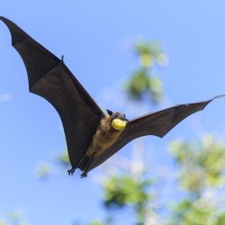 Назван фрукт, через который может передаваться вирус Нипах