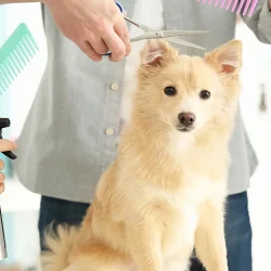 Груминг кошек: почему мытье важнее стрижки и как убрать колтуны