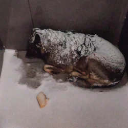 Курьера уволили за помощь собаке в мороз: скандал с «Додо Пиццей» обернулся бойкотом