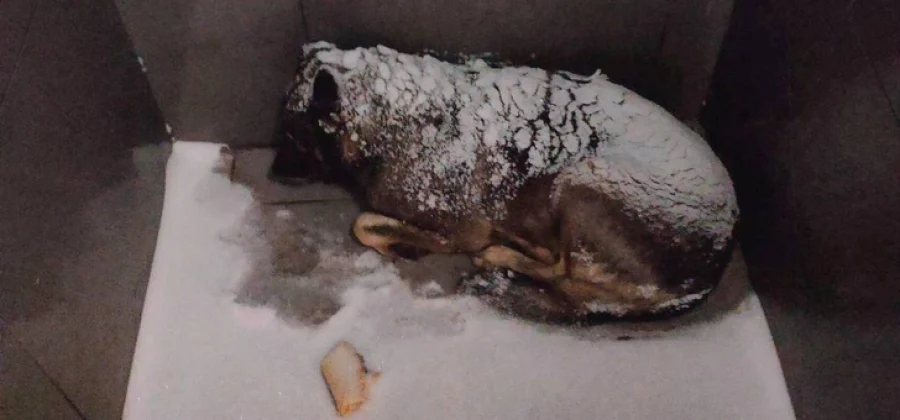 Курьера уволили за помощь собаке в мороз: скандал с «Додо Пиццей» обернулся бойкотом