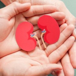 Срок ожидания, жизнь после: ответ врача на топ вопросов о пересадке почки