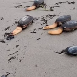 В Англии на пляже нашли загадочных одноногих существ из сериала Netflix