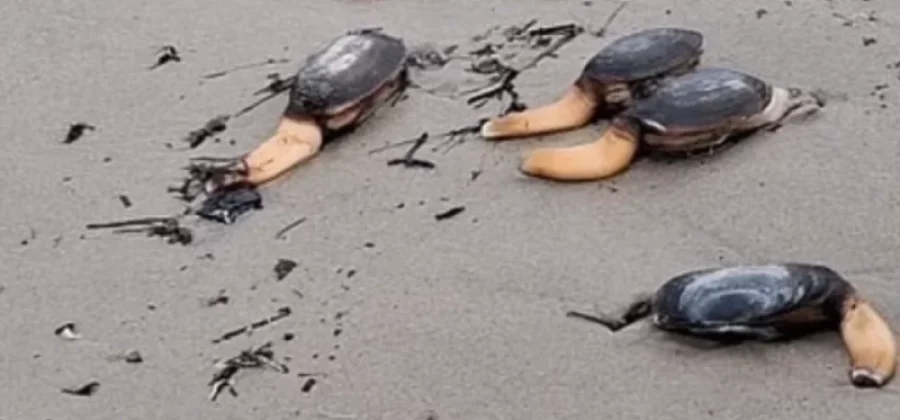 В Англии на пляже нашли загадочных одноногих существ из сериала Netflix