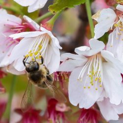 Аллергикам рассказали, как подготовиться к сезону цветения