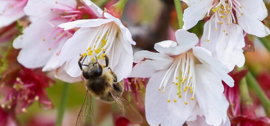 Аллергикам рассказали, как подготовиться к сезону цветения