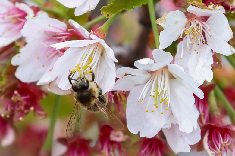 Аллергикам рассказали, как подготовиться к сезону цветения