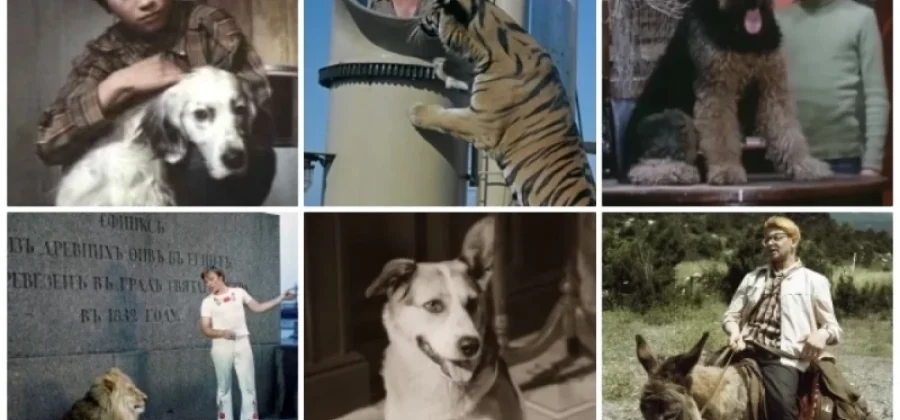 Бима забыли, Кинга застрелили. Судьба зверей из фильмов СССР была трагичной