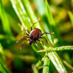 Инфекционист предупредила, как можно заразиться энцефалитом без укуса клеща