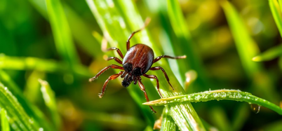 Инфекционист предупредила, как можно заразиться энцефалитом без укуса клеща