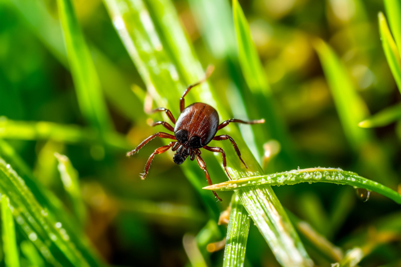 Инфекционист предупредила, как можно заразиться энцефалитом без укуса клеща