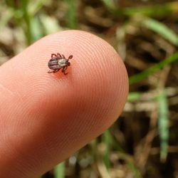 Инфекционист предупредила, какие заболевания переносят клещи и комары