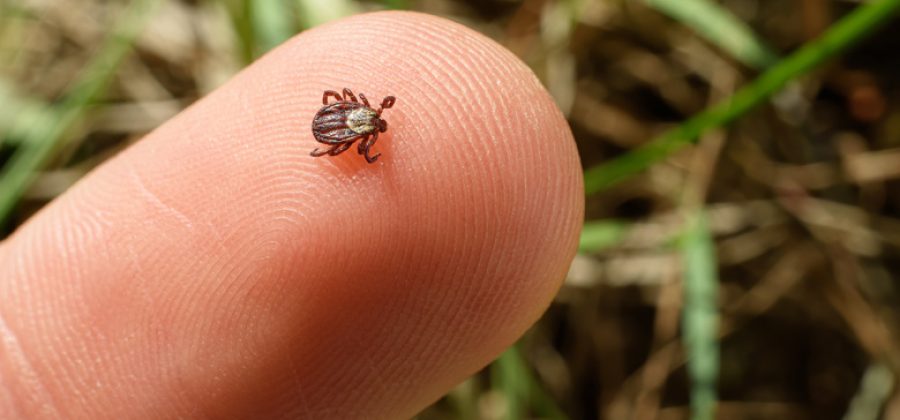 Инфекционист предупредила, какие заболевания переносят клещи и комары