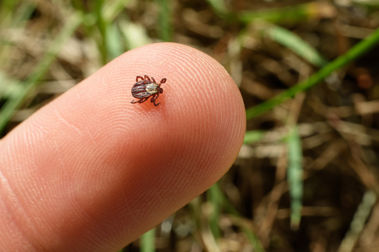 Инфекционист предупредила, какие заболевания переносят клещи и комары