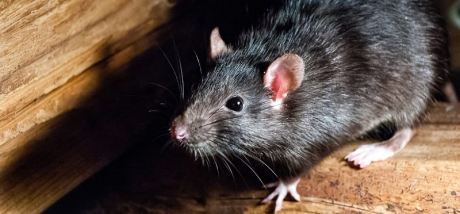 Эпидемиолог предупредил о рисках мышиного помета