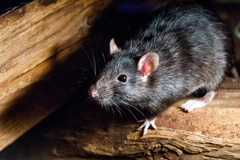 Эпидемиолог предупредил о рисках мышиного помета