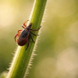 Инфекционист предупредила о неожиданном последствии укуса клеща