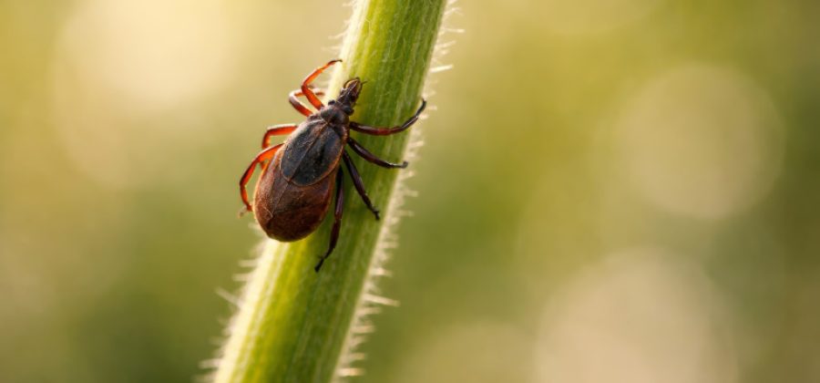 Инфекционист предупредила о неожиданном последствии укуса клеща